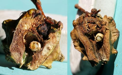 Réf. 329 577 : Andricus quercuscalicis